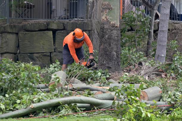 How Our Tree Care Process Works  in  Evansburg, PA